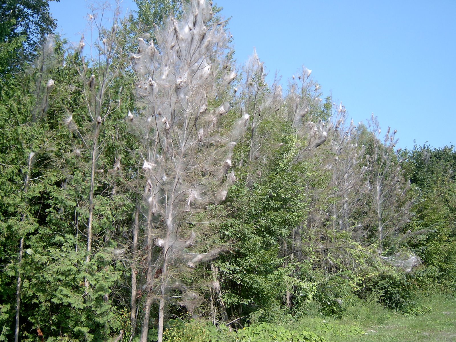 Webworms not tent caterpillars