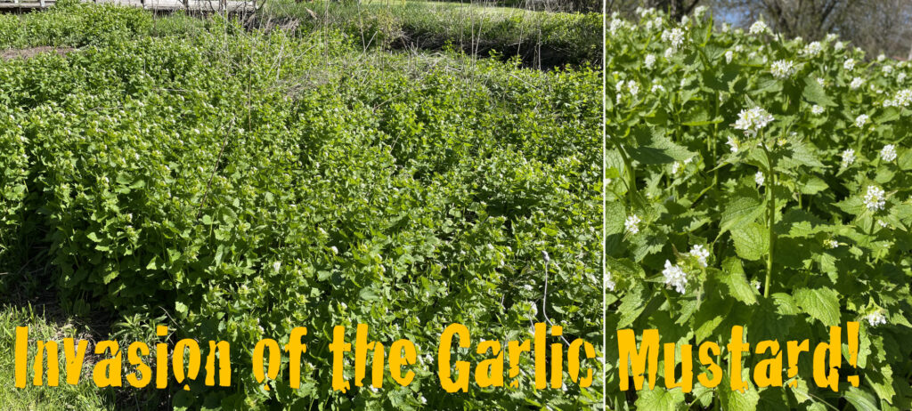 Garlic Mustard